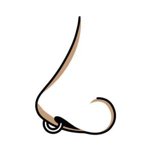 Septum korut